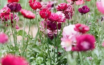 (+) Felicitas Carreón Bustos